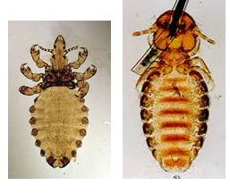 <ul><li><p>Chewing lice —> Felicola subrostratus, Trichodectes canis (broad heads)</p></li><li><p>Sucking louse —> Linognathus setosus (narrow heads)</p></li></ul><p></p>