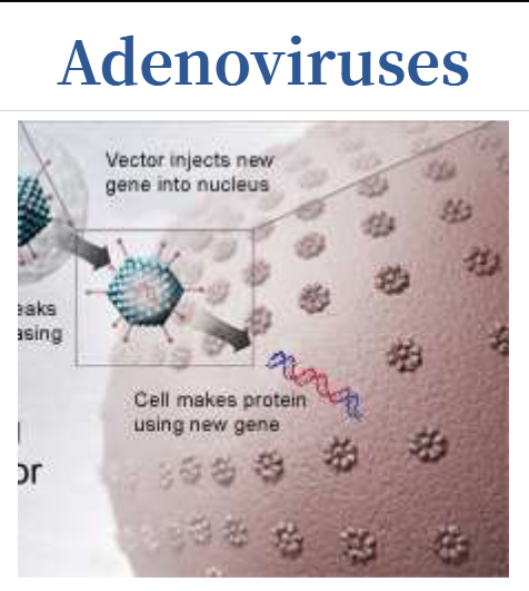 <p>Introduce their DNA into the nucleus of the cell, but the DNA is not integrated into a chromosome</p>