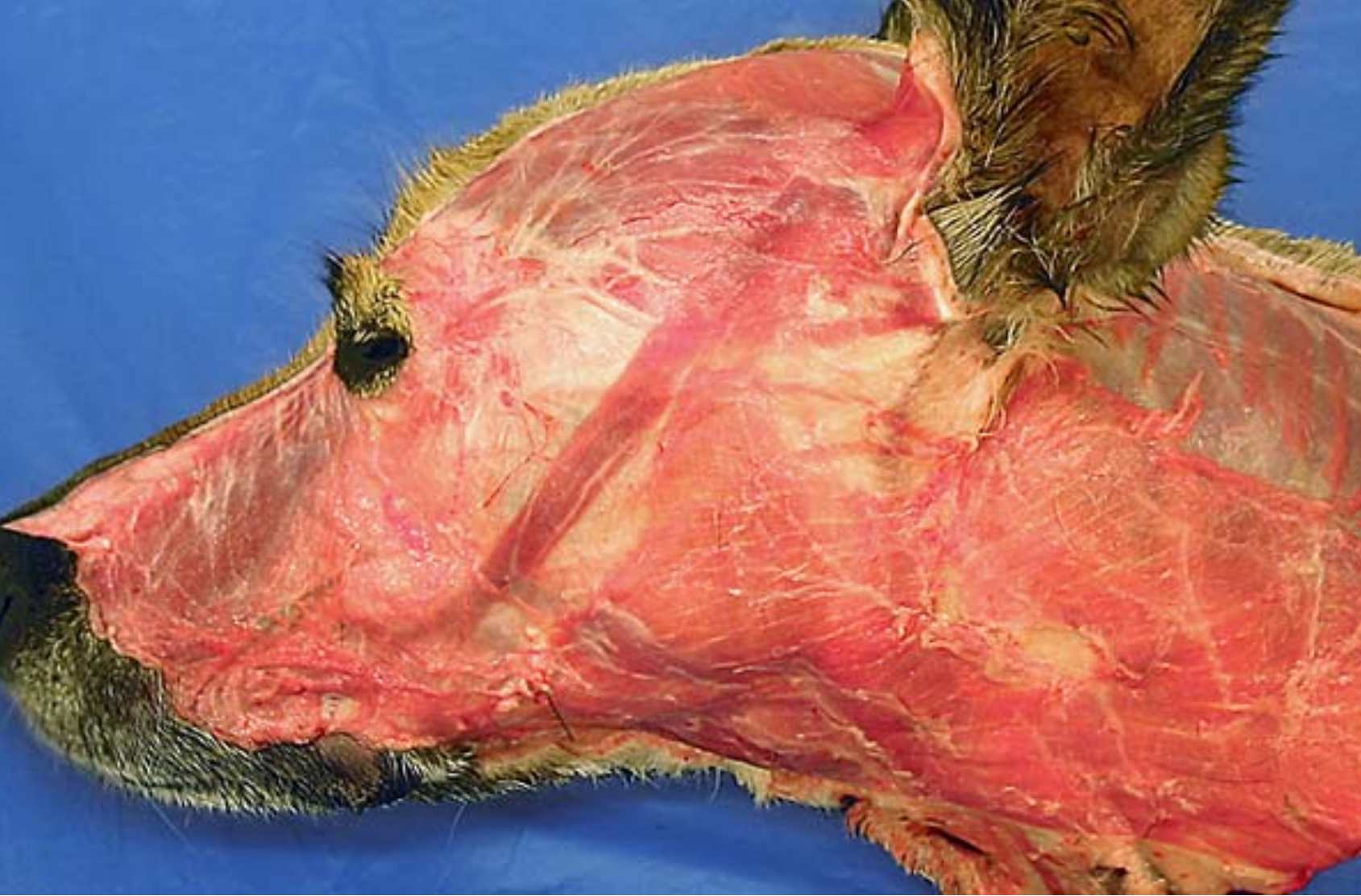 <ol><li><p>platysma m.: runs from neck to commissure of lips&nbsp;</p></li><li><p>-</p></li><li><p>-</p></li><li><p>orbicularis oculi m</p></li><li><p>levator nasolabialis m: retracts nose &amp; upper lip</p></li><li><p>orbicularis oris m: within the lips&nbsp;</p></li></ol><p></p>