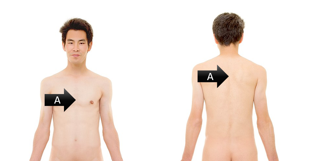 <p><span><span>Identify the gross anatomical region labeled A</span></span></p>