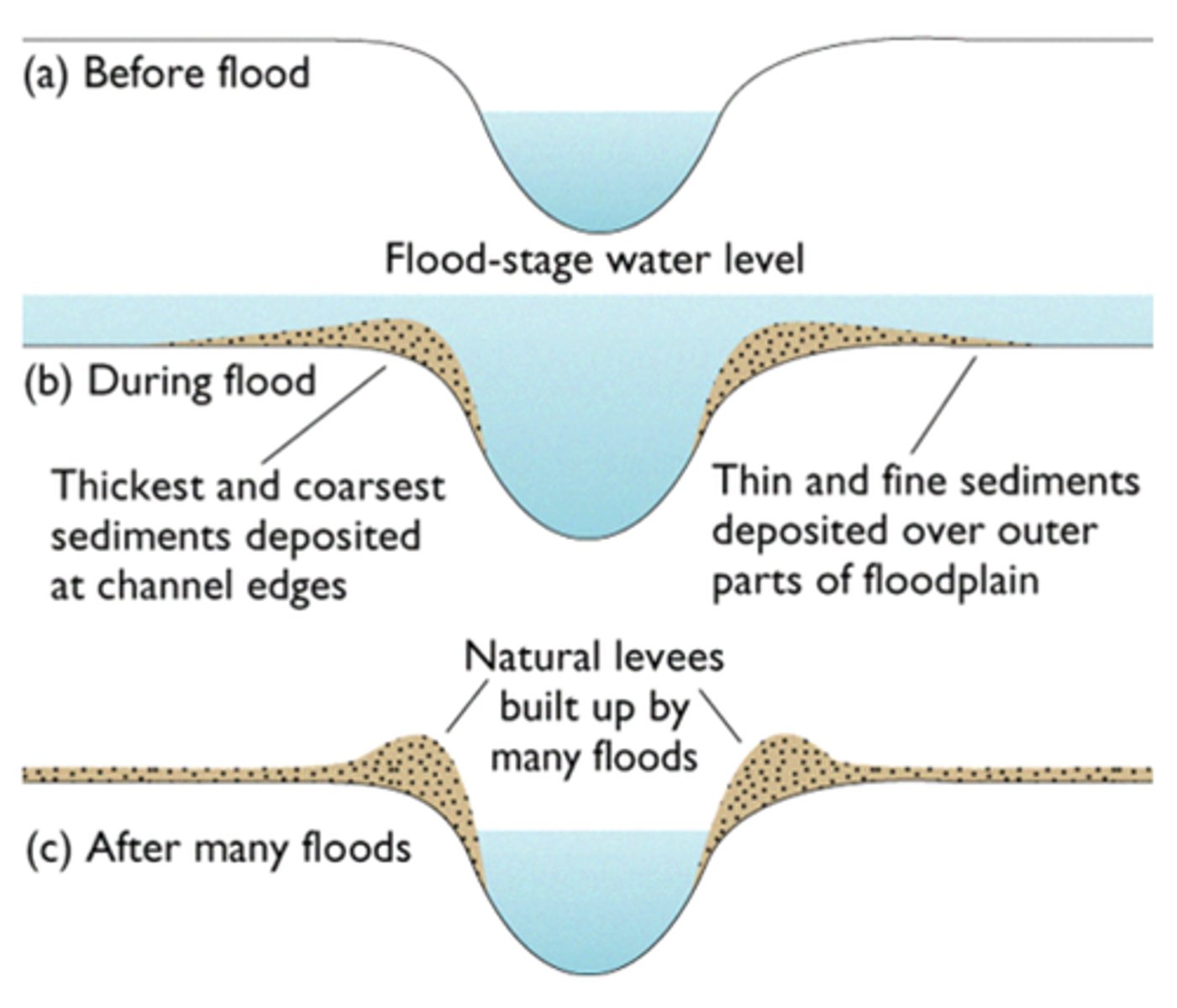 <p>natural embankments caused by deposition of heav materials built up over time</p>