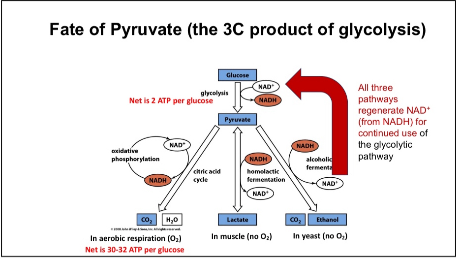 <p>Aerobic Respiration or anaerobic respiration</p>