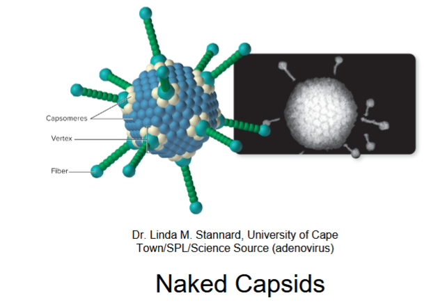<p>naked (from Icosahedral capsid structure)</p>