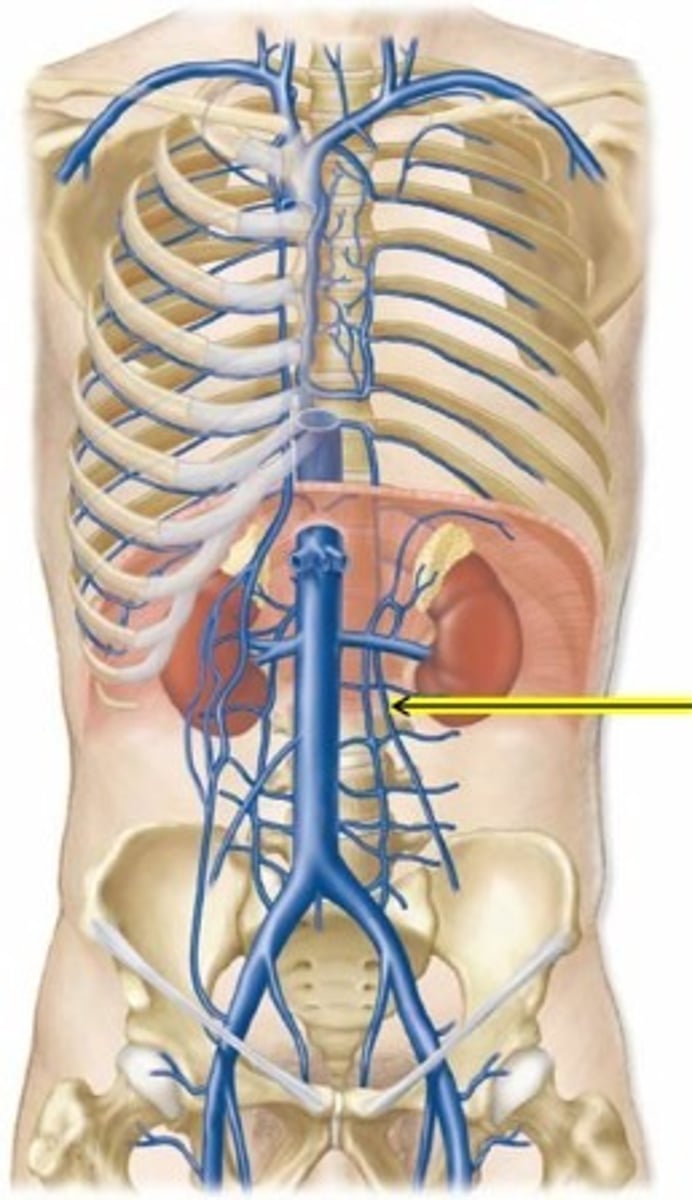 <p>dumps into left renal vein</p>