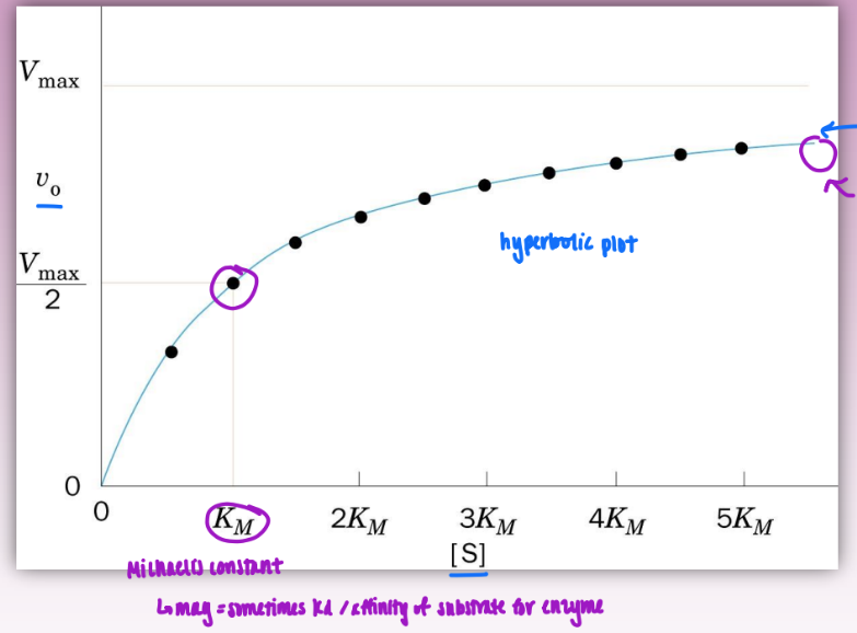 <ul><li><p>Km = Michaelis constant</p></li></ul><ul><li><p>Km = [S] at ½ Vmax</p></li><li><p>enzyme sat is achieved at [S] &gt; 10 Km</p></li><li><p>simple = hyperbolic (no allosterism)</p></li><li><p>at Vmax = high substrate and low free enzyme</p><ul><li><p>all ES complex (fully sat)</p></li></ul></li></ul><p></p>