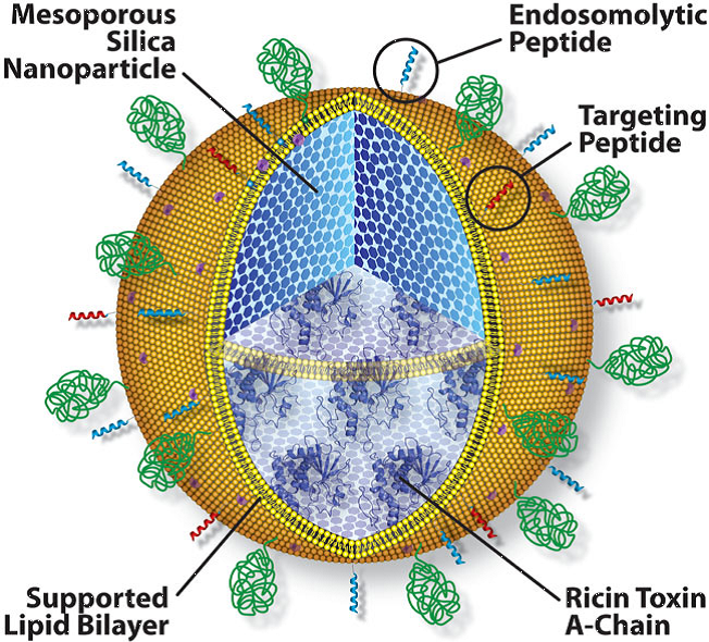 <p>Protocells</p>