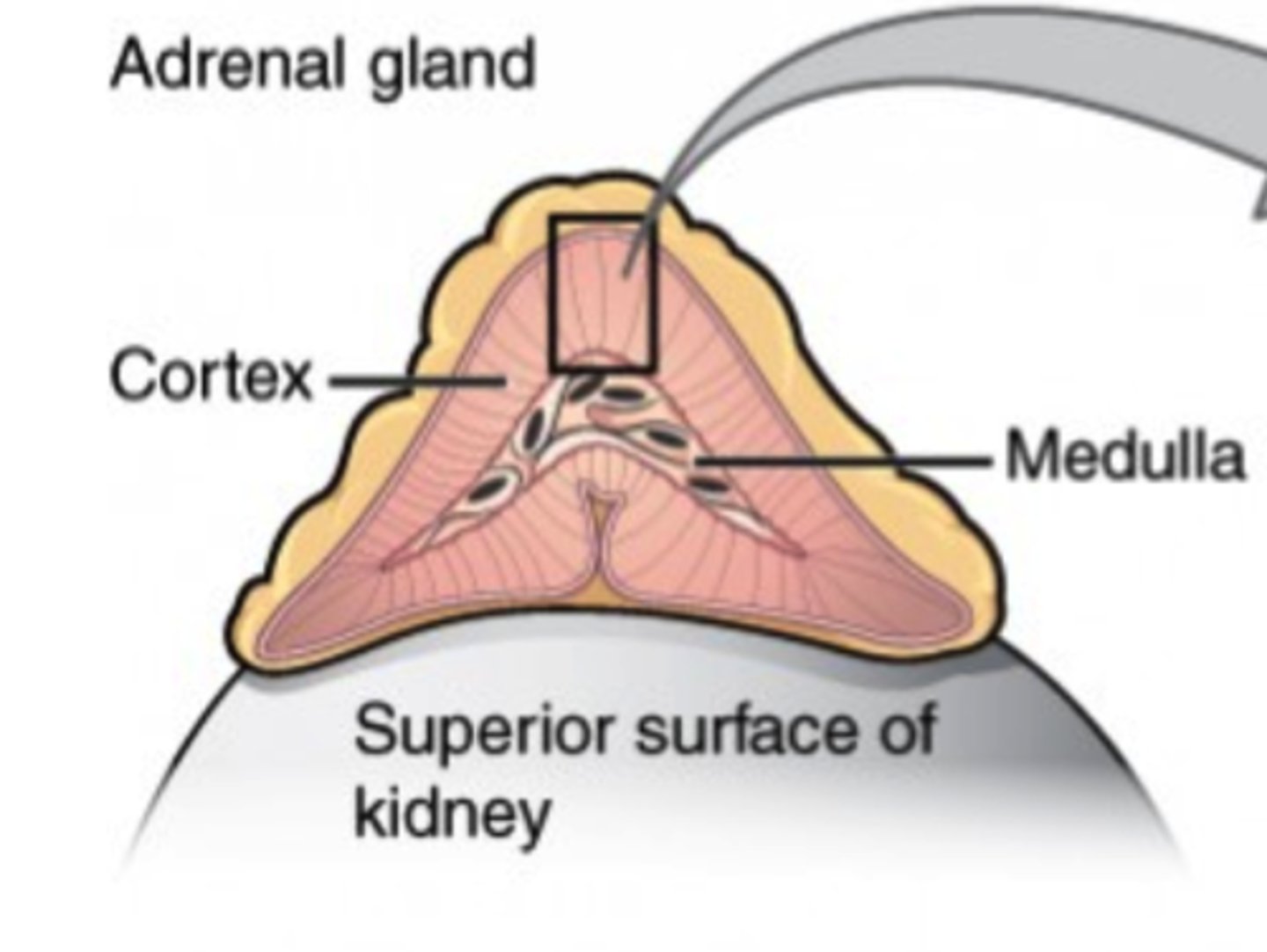<p>adrenal medulla</p>