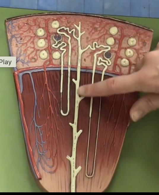<p>Description: Duct after the distal convoluted tubule that travels through the renal pyramid, selectively permeable to water</p><p>Function: Depending on the need to conserve or eliminate water, the collecting duct absorbs water to change concentration of urine</p>