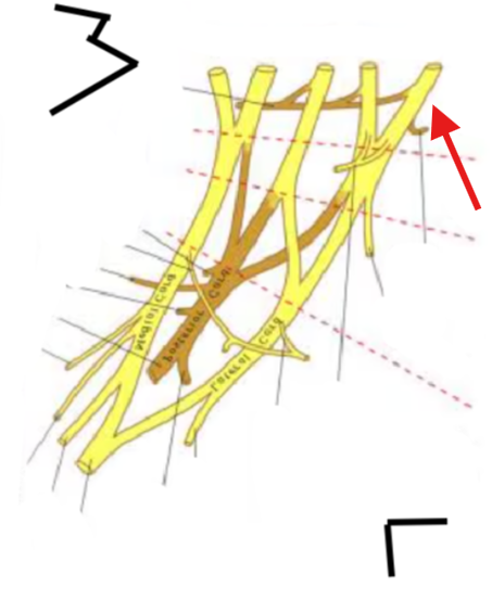 <p>What is this structure?</p>