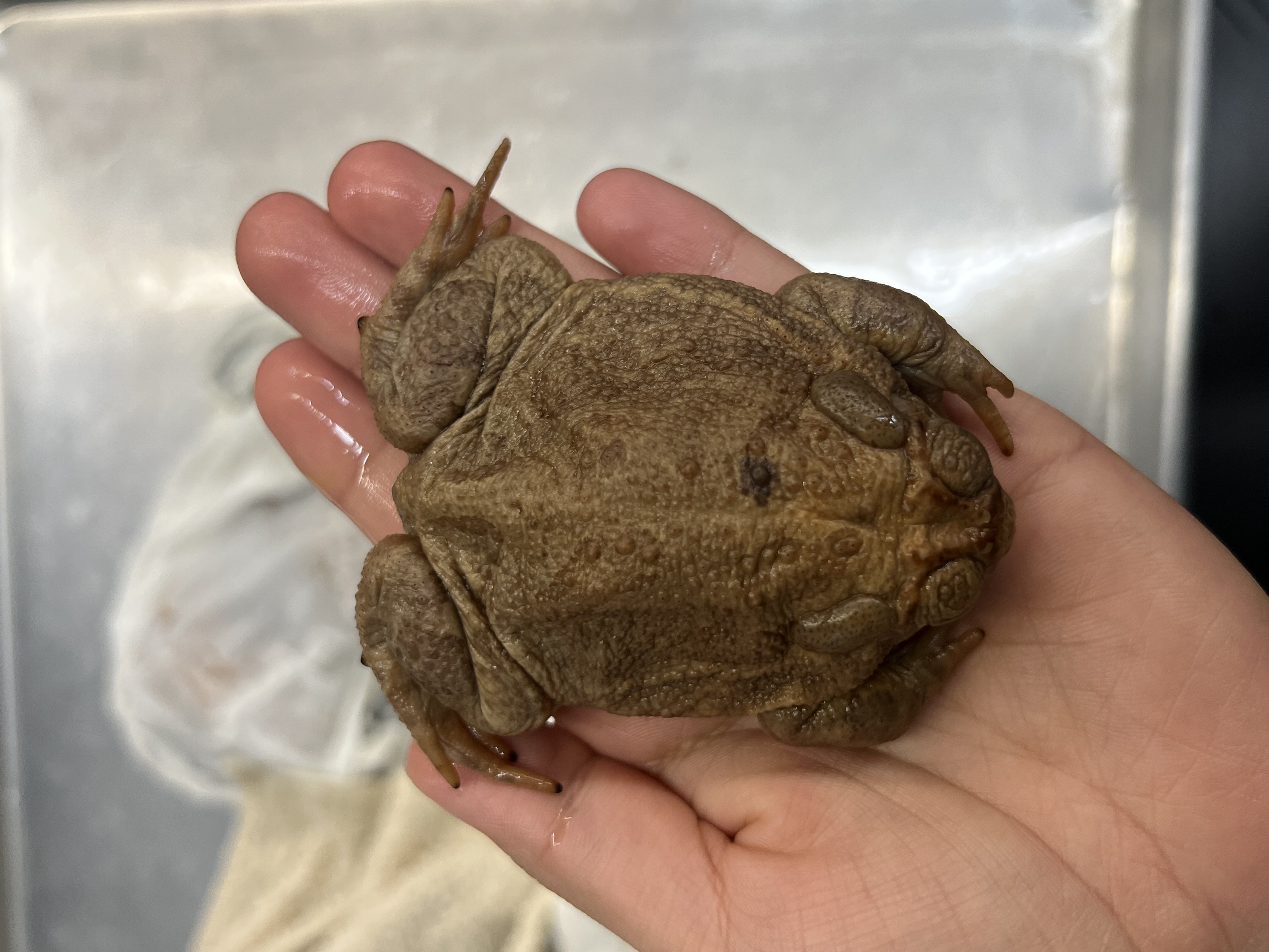 <p>What’s the <strong>common</strong> name?</p>