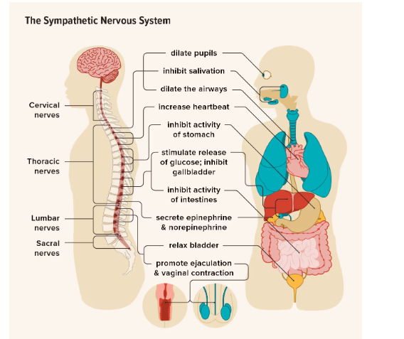 <p><span><span>the division of the autonomic nervous system that arouses the body, mobilizing its energy in stressful situations</span></span></p>