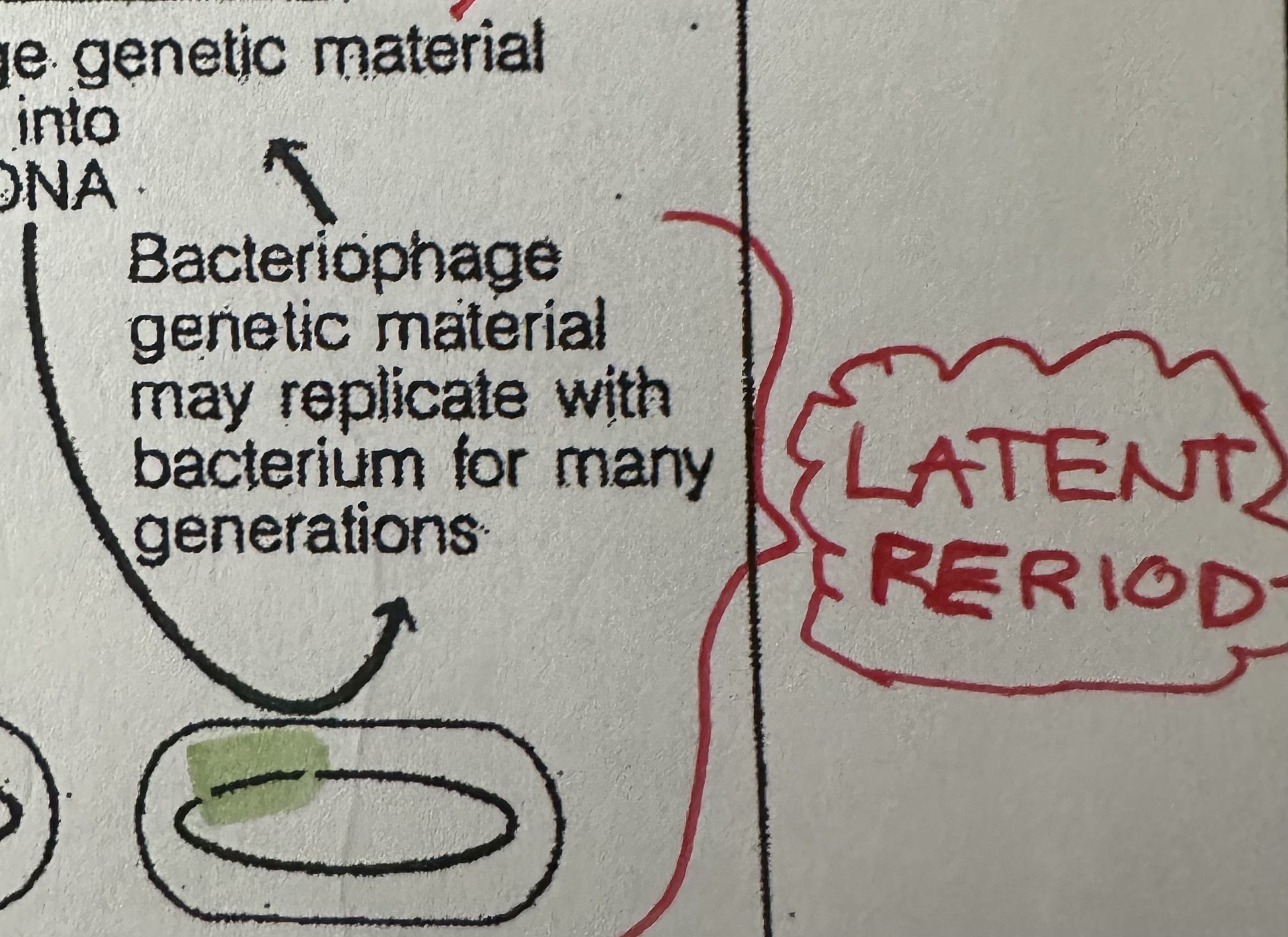 <p>Prophage remaining inactive in the host cell for a long time</p>