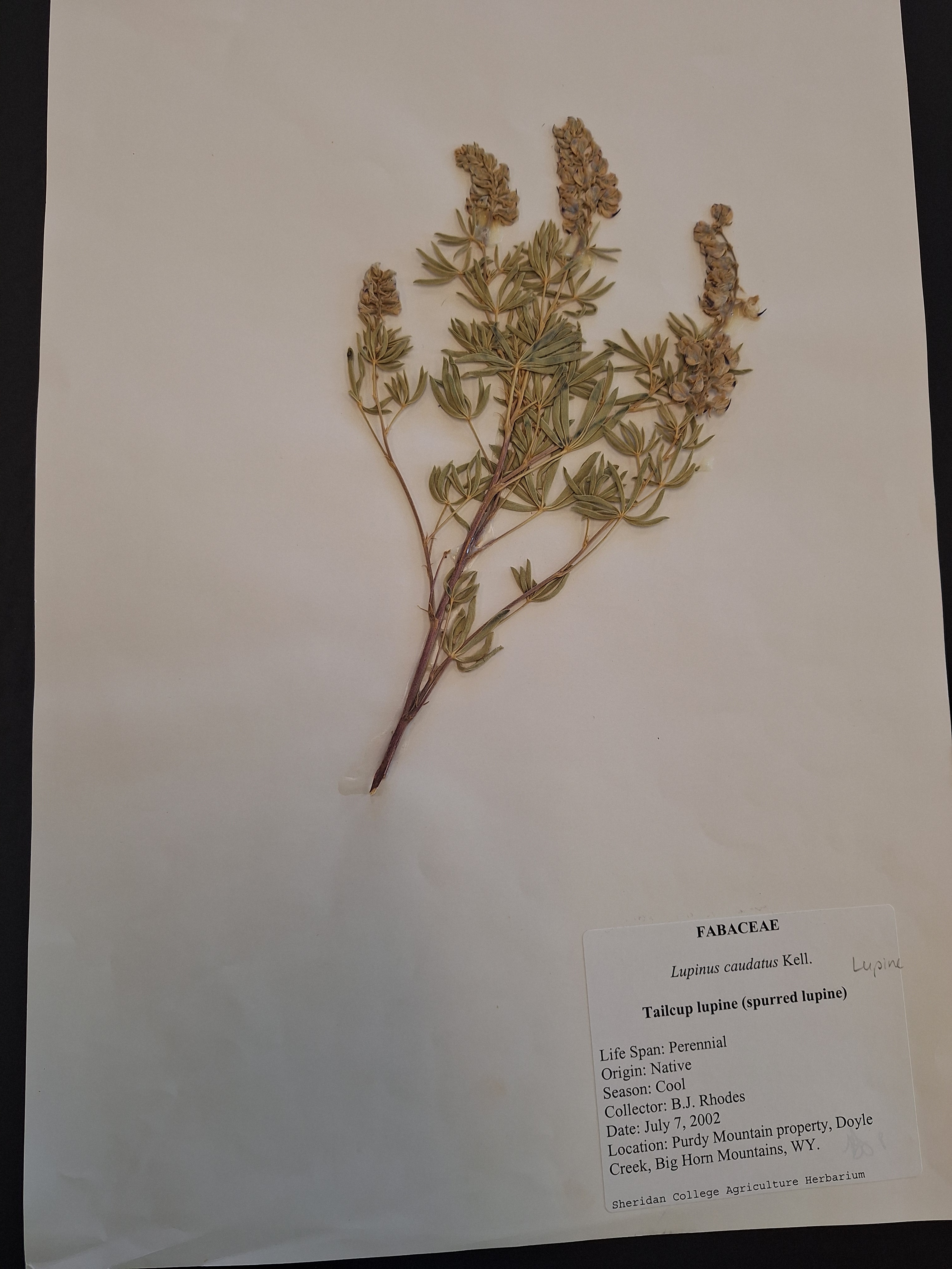 <p>What is this plant</p>