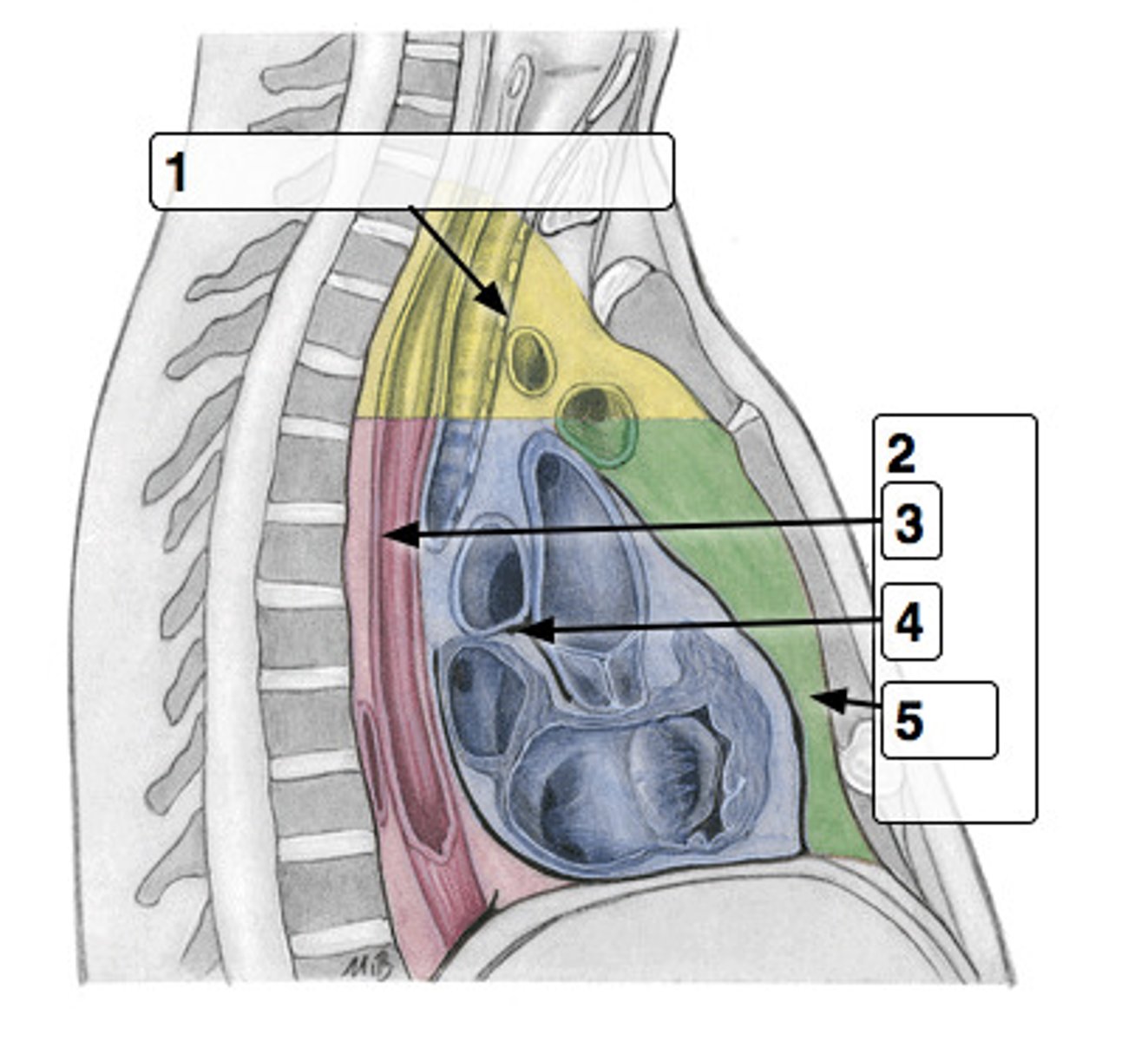 <p>geel (1).</p><p>Thymus, grote bloedvaten (arcus aortae,truncus brachiocephalicus, a. carotiscommunis sinistra, a. subclavia sinistra, vv.brachiocephalicae, v. cava superior),trachea, oesophagus, ductus thoracicus,zenuwen (nn. vagi, n. laryngeus recurrenssinister, nn. phrenici, trunci sympathici).</p>