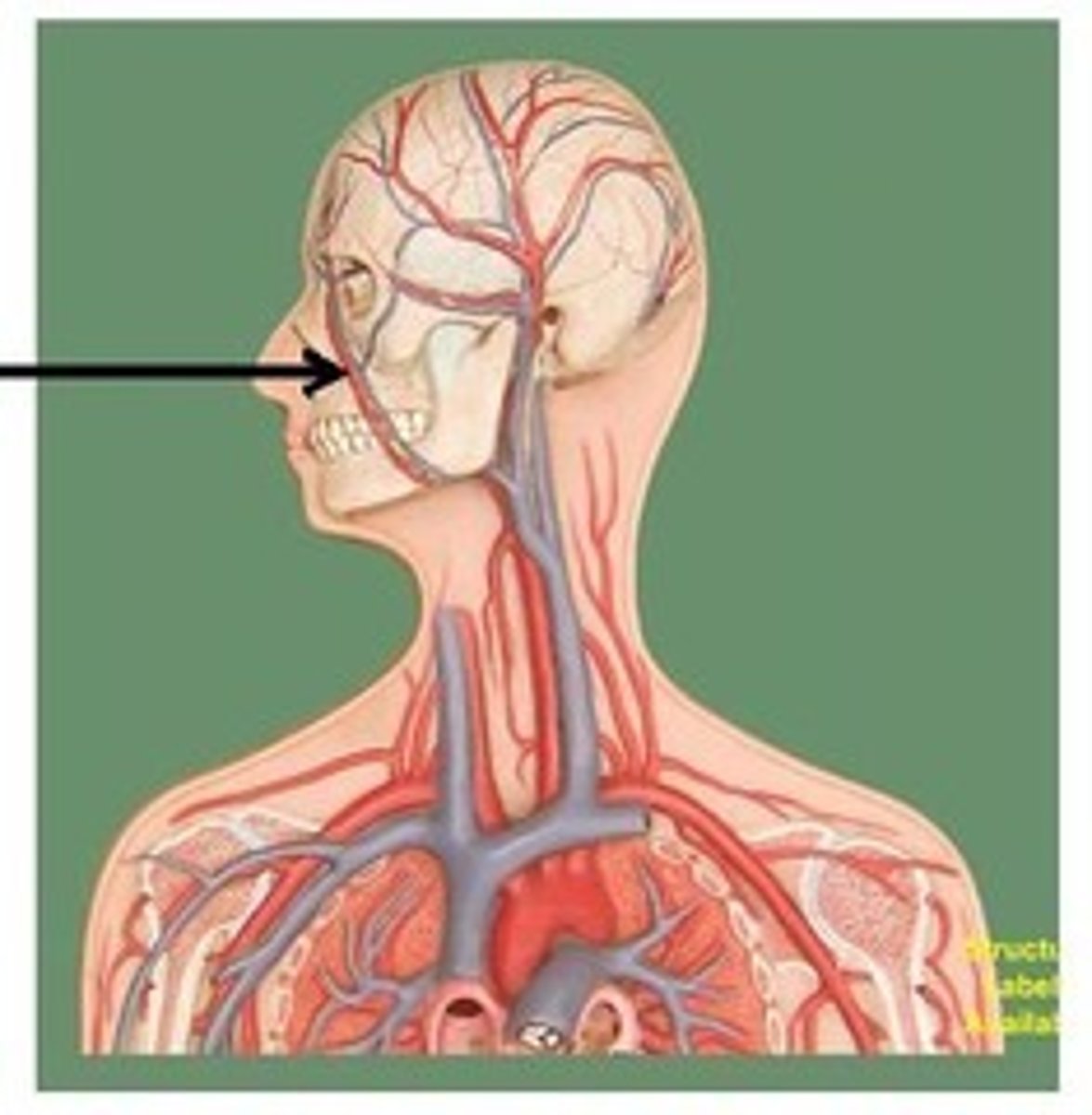 <p>Name the blood vessel.</p>