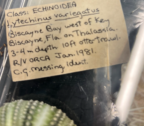 <p>Order: Camarodonta</p><p>Family: Toxopneustidae</p><p>Lytechinus variegatus</p>