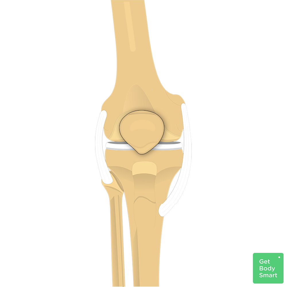 <p>What is the kneecap called?</p>