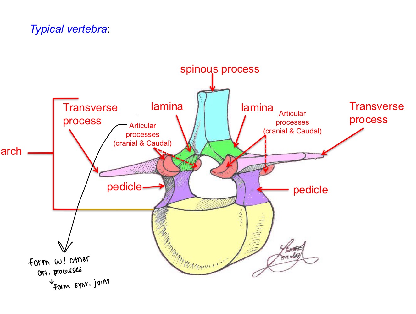 <p>2 lamina (roof), 2 pedicle (foot), 2 transverse process, spinous process, cranial &amp; caudal articulation processes</p>