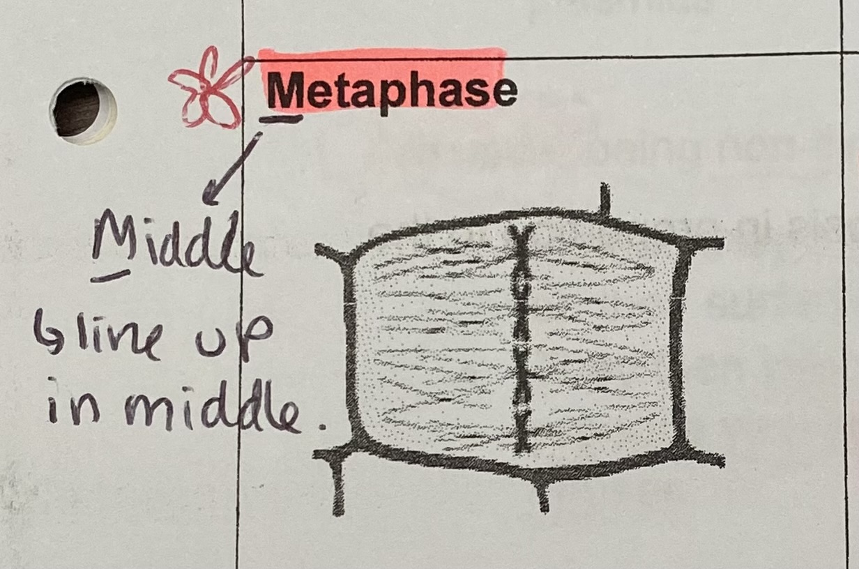 <p>What happens to the chromosomes during <strong>metaphase</strong>?</p>