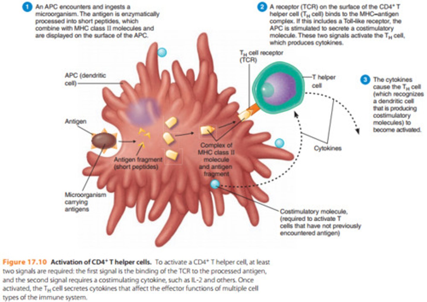 <p>Release cytokines, increasing the inflammatory response from white blood cells.</p>
