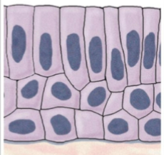 <p>what is this tissue</p>