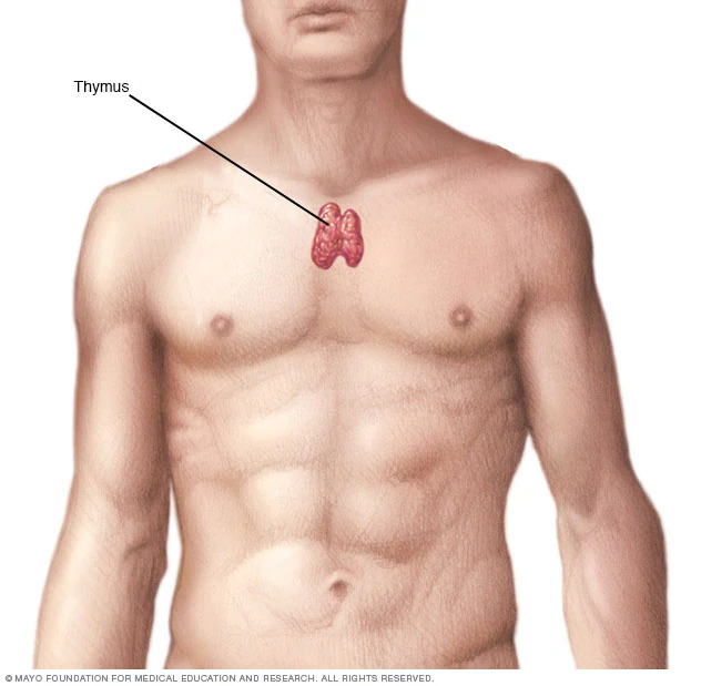 <p>The thymus is the only lymphoid organ that does NOT ________.</p><table style="min-width: 25px;"><colgroup><col style="min-width: 25px;"></colgroup><tbody><tr><td colspan="1" rowspan="1" style="margin: 0px; padding: 0.3em; position: relative;"><p>have a cortex and medulla</p></td></tr><tr><td colspan="1" rowspan="1" style="margin: 0px; padding: 0.3em; position: relative;"><p>have lymphocytes</p></td></tr><tr><td colspan="1" rowspan="1" style="margin: 0px; padding: 0.3em; position: relative;"><p>produce hormones</p></td></tr><tr><td colspan="1" rowspan="1" style="margin: 0px; padding: 0.3em; position: relative;"><p>directly fight antigens</p></td></tr></tbody></table><p></p>