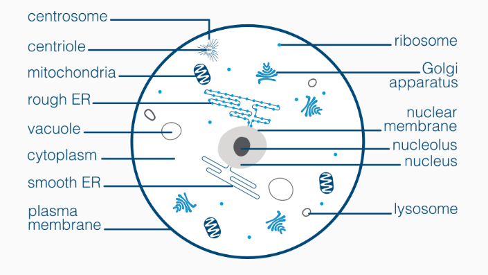 <p>Lysosomes: Contains enzymes that break down waste.</p><p>Centrosomes: Involved in cell division and organisation of the cytoskeleton.</p><p></p>