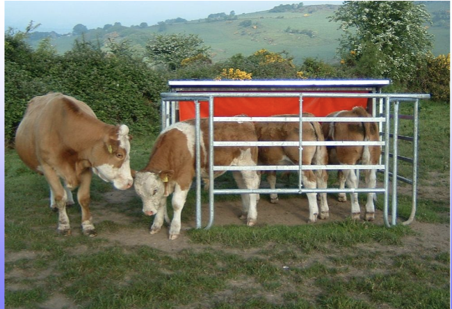 <p>Supplemental feed energy to a calve pre-weaning </p>