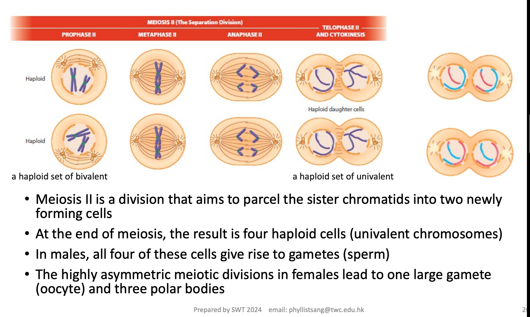 <p>describe the follow up phase after telophase I and cytokinesis.<br><br>ignore the haploid set of bivalent ( which is typo I think ) </p>
