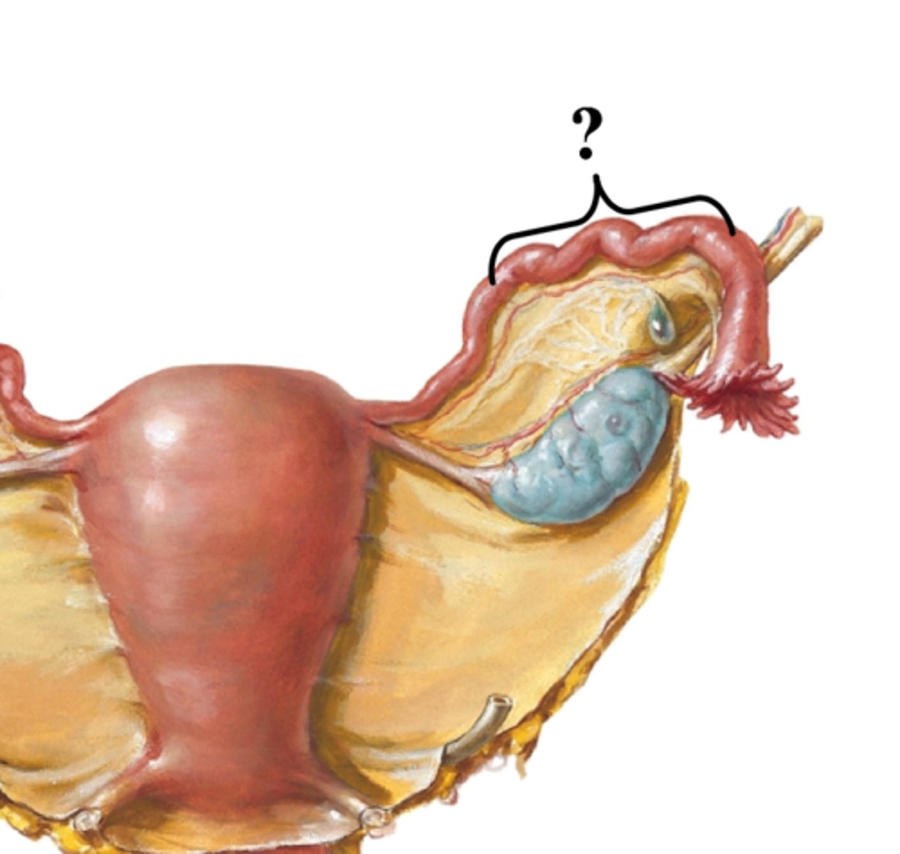 <p>the longest and most tortuous segment of the fallopian tube; area of the tube in which fertilization takes place and a common location for ectopic pregnancies to implant</p>