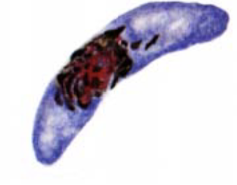 <p>What organism is this?</p>