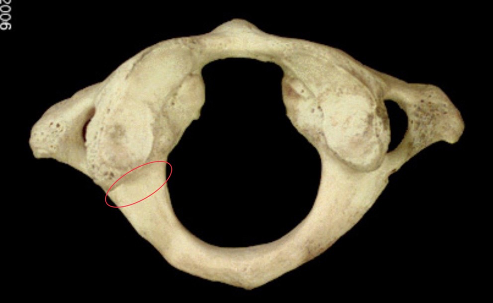 <p>What is this structure?</p>