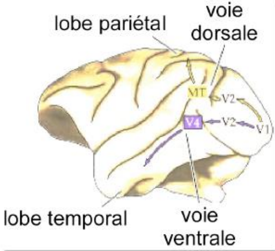 -série d'expériences sur des singes 
-ont leur enlève la majeure partie des deux globes temporaux médians = destruction d'une part importante du système limbique, dont l'amygdale
après la lésion, les singes ont :
-agnosie visuelle (impossibilité à reconnaître des objets) du à la liaison de la voie visuelle ventrale
-comportement anormal : hyperactivité, hypersexualité
-modification profonde du comportement émotionnel : les singes n'ont plus peur d'être manipulés par les humains, ne montrent plus de signes d'excitation/d'alerte. Alors qu'avant ils avaient peur