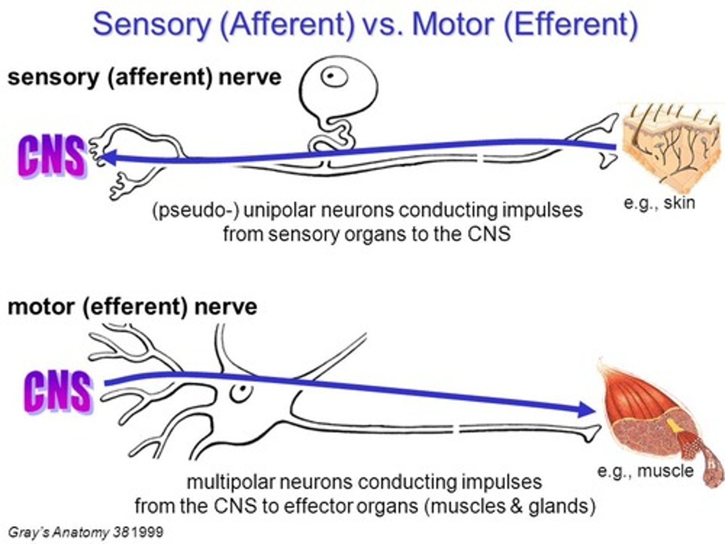 <p>(C) I and III Only</p><p>Motor and Autonomic Neurons are Efferent Neurons.</p><p>Sensory Neurons are Afferent Neurons.</p>