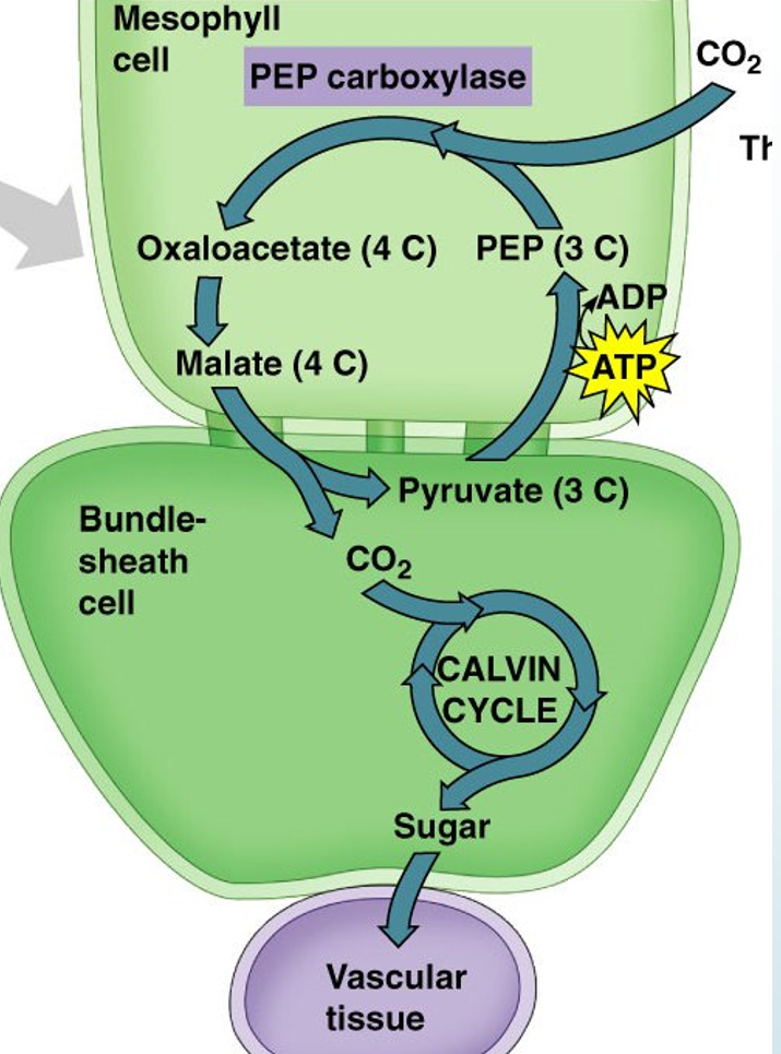 <ul><li><p>PEP carboxylase adds carbon dioxide to PEP, a 3-carbon compound, in the mesophyll cells.</p><p>This produces a 4-carbon compound (which is why it’s known as C4 photosynthesis).</p></li><li><p>This 4-carbon molecule then moves into the bundle-sheath cells via plasmodesmata.</p></li><li><p>In the bundle sheath cells, the CO2 is released and the Calvin Cycle begins.</p></li></ul><p></p>