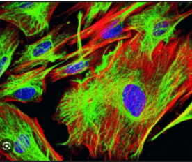 <p><span style="background-color: transparent;"><span>Fluorescence&nbsp;what colors do they stain </span></span></p>