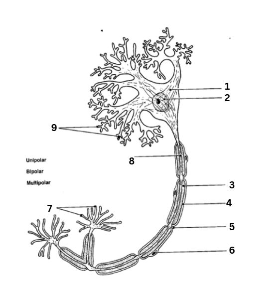 <p>where are the dendrites</p>