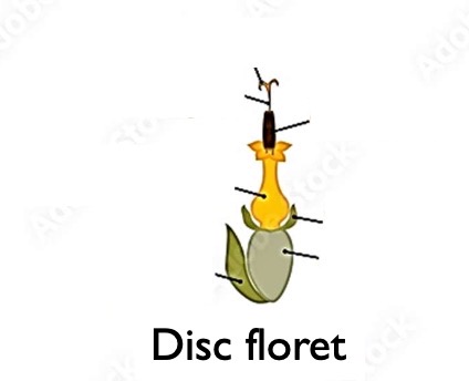 <p>Label the structures of a disc floret of a sunflower. (Hint: disc floret has an inferior ovary.)</p>