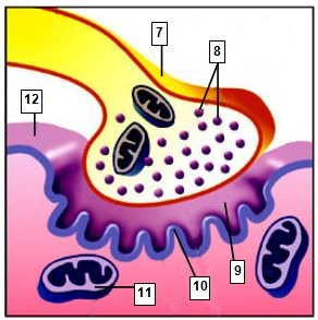 Axon terminals (also called synaptic boutons) are distal terminations of the branches of an axon.