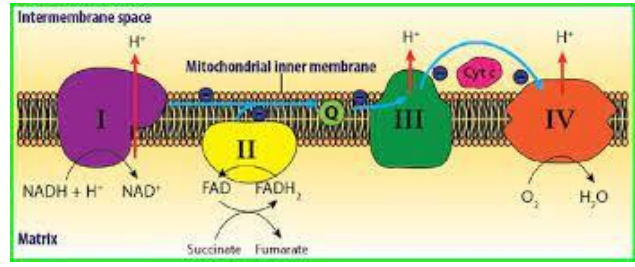 <ul><li><p><span style="background-color: transparent;">After glycolysis produces pyruvate</span></p></li><li><p><span style="background-color: transparent;">With no oxygen, pyruvate cannot go into mitochondria&nbsp;</span></p></li><li><p><span style="background-color: transparent;">Oxygen cannot be used as the final electron acceptor</span></p></li><li><p><span style="background-color: transparent;">No etc needed</span></p></li><li><p><span style="background-color: transparent;">Organic compound is used as final electron acceptor</span></p></li><li><p><span style="background-color: transparent;">Produces less atp than aerobic respiration: no figure, less and less overtime&nbsp;</span></p></li><li><p><span style="background-color: transparent;">Waste products besides CO2 and water accumulate in extracellular space</span></p></li></ul><p></p>