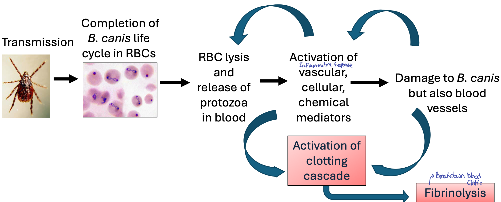 <p>What does this pathway explain?</p>