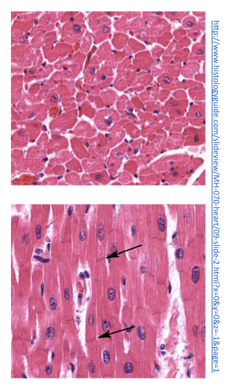 * striated 
* involuntary 

\
Cardiomyocytes contain the same contractile filaments as skeletal muscle (sarcomere)

\
Cells are joined end-to-end and are connected via intercalated discs 

\
Nuclei are centrally located, sometimes there are 2 