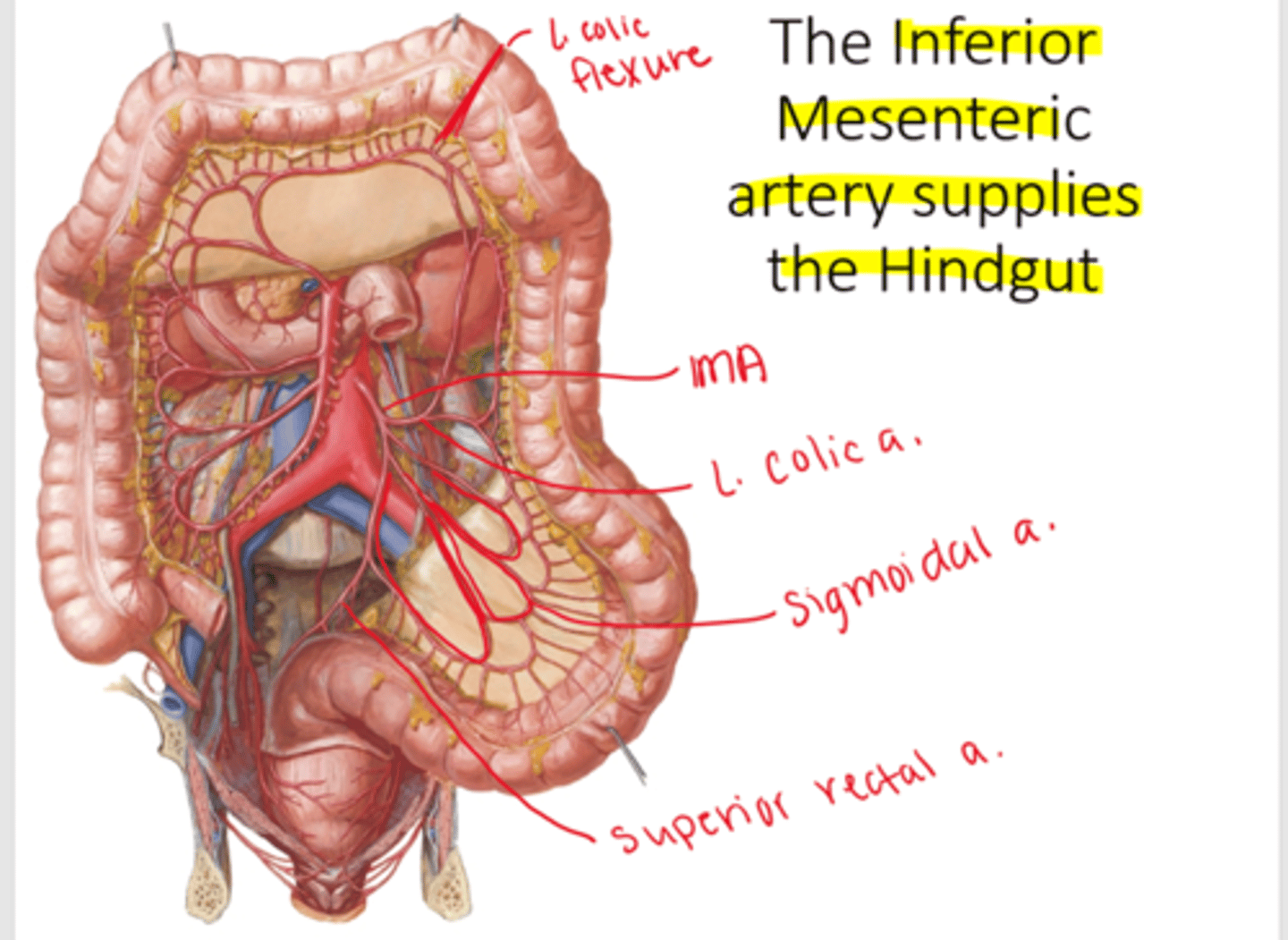 <p>hindgut: from left colic flexure to rectum</p>