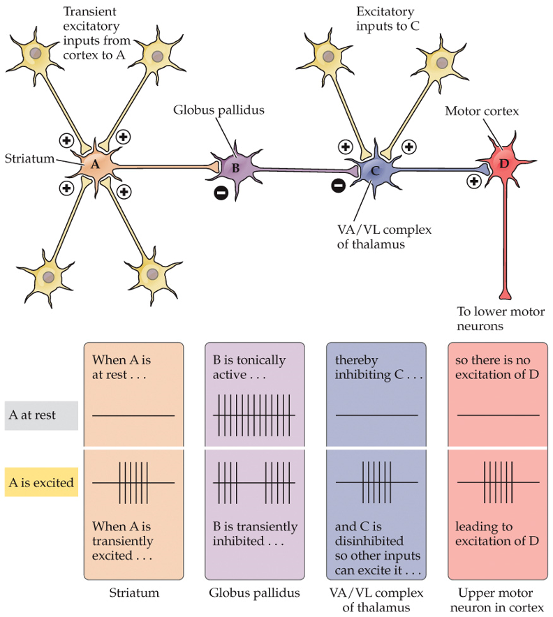 <p>basal ganglia acts as a ____ for the initatiation of movement</p>
