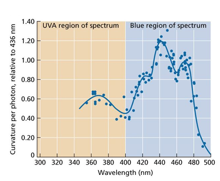 <p>“three fingered” action spectra is unique for all blue light mediated responses</p>