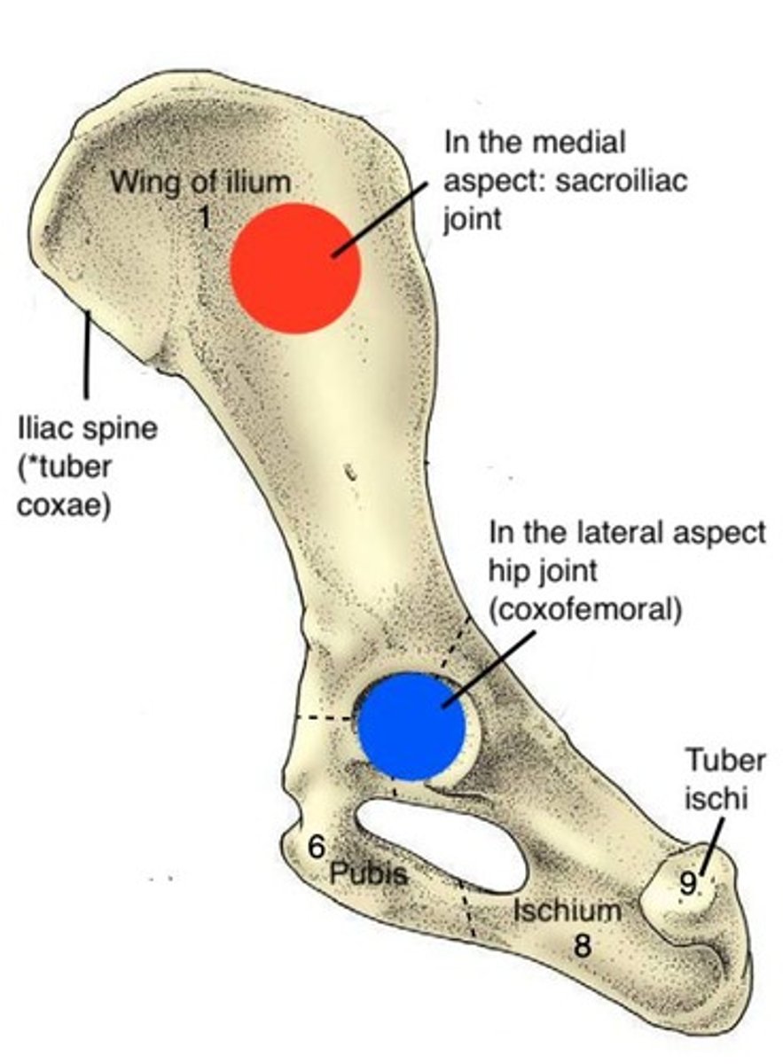 <p>Ligament connecting sacrum to tuber of ischium.</p>
