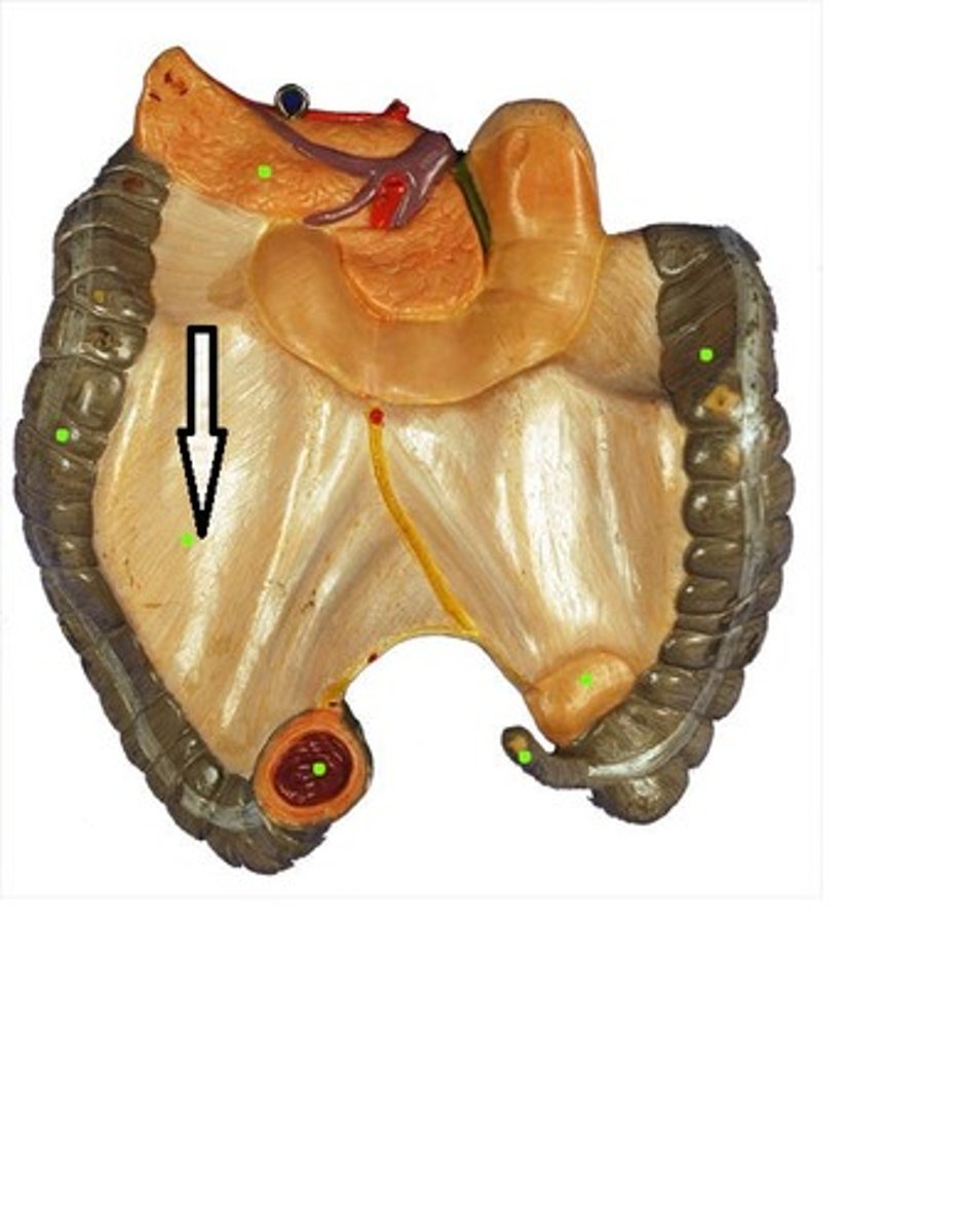 <p>ID the structure</p>