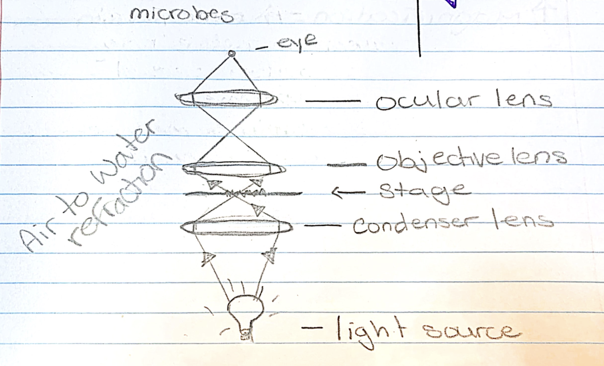 <p>two types:</p><ul><li><p>reflection </p></li><li><p>refraction</p></li></ul><p>when light enters a specimen it will both reflect and refract</p><ul><li><p>occurrence due to light passing from one medium to another when the mediums have different indecies </p></li></ul><p>human eye perceives the refracted light differently </p><ul><li><p>usually enough to create sufficient contrast to see microbes </p></li></ul><p></p>