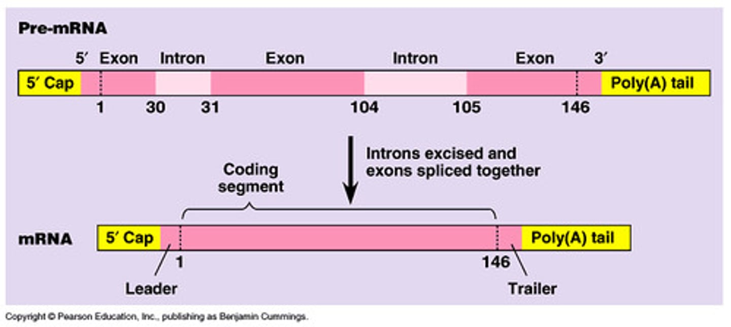 <p>- 5' guanine cap</p><p>- 3' poly-A tail</p><p>- RNA splicing of exons = remove introns + "splice" together exons</p>