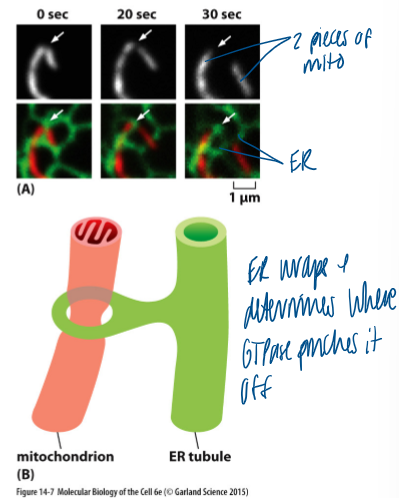 <p>contact sites with the ER&nbsp;</p><ul><li><p>ER wraps and determines where GTPase pinches it off&nbsp;</p></li></ul><p></p>